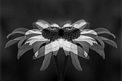 Daisy Divided