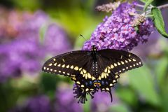 Mirrored Markings Black Swallowtail