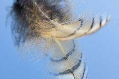 Hawk feather, semiplume