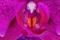 Natural Symmetry