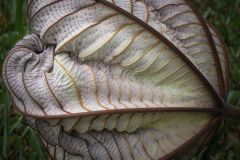 Natures Perfect Symmetry