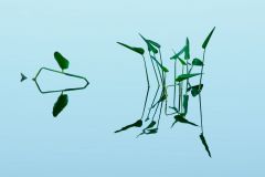 Mirrored Plants