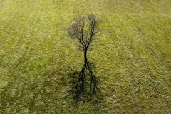 Tree reflection