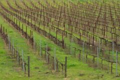Temecula