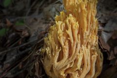 Crown Tipped Coral Fungus