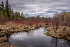 Algonquin Marsh