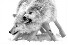 Arctic Wolves