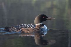 Common Loon Mother And Chicks