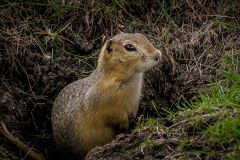 Ground Squirrel