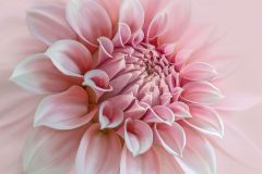 Pretty in Pink Dahlia