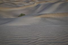 Lowly Bush