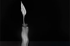 Anthurium in Monochrome