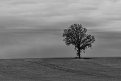 Alone
