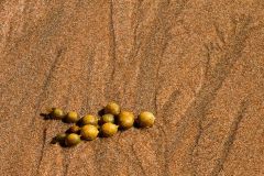 Kelp Sea Pods on Sand