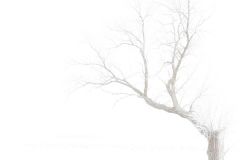 Winter's Fury