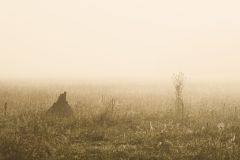 Dawn Carden