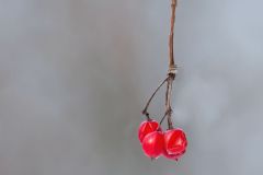 Berries