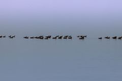 Floating in the Misty Calm
