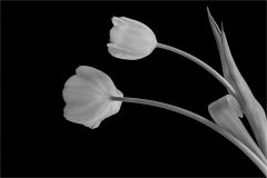 The Simplicity of Tulips
