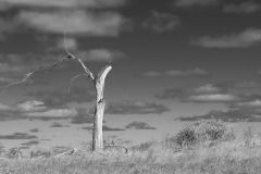 Still Standing