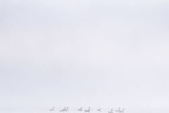 Geese on Foggy Morning