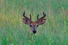 I See You