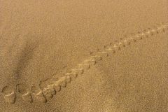 Tracks in the Sand