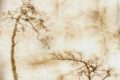 Creation of Adam Trees