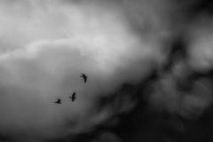 Three Crows