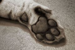 South Paw