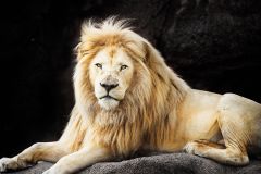 African Lion