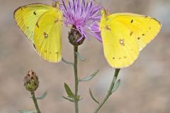 Cloudless Sulphurs Nectaring on Knapweed