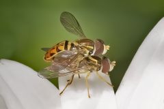 Hoverflies Mating