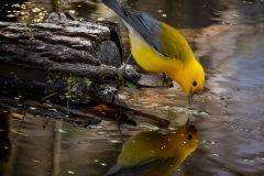 Prothonotary Warbler