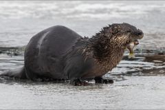 Otter with Catch
