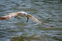 Ring-Billed Gull with Catch