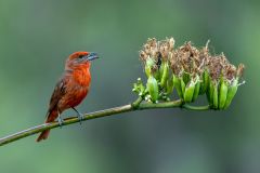 Hapatic Tanager