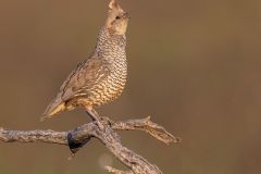 Scaled Quail