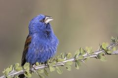 Blue Grosbeak