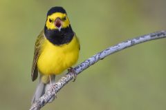 Hooded Warbler