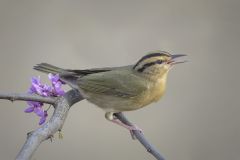 Worm Eating Warbler