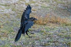 Raven