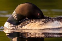 Common Loon