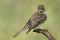 Eastern Phoebe with Moth