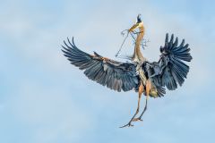 Great Blue Heron Nest Building