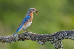 Bluebird