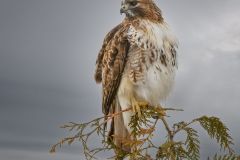 Red Tailed Hawk