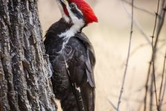 Pileated Woodpecker