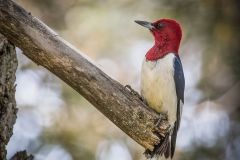 Red Headed Woodpecker