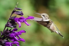 Ruby Throated Hummingbird